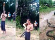 Video Viral, Pawang Ular Digigit King Kobra Berkali-kali, Awalnya Tertawa Tolak Diobati