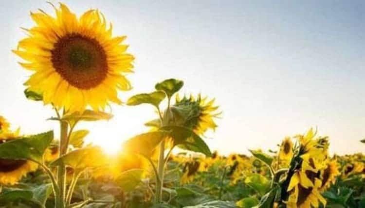 bunga matahari 1 Ternyata Bunga Matahari Banyak Manfaat Terutama Bagi Kesehatan