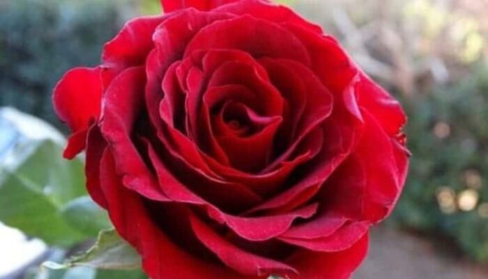 Bunga Mawar Punya Manfaat Bagi Kesehatan dan Kecantikan loh