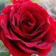 mawar 1 Bunga Mawar Punya Manfaat Bagi Kesehatan dan Kecantikan loh