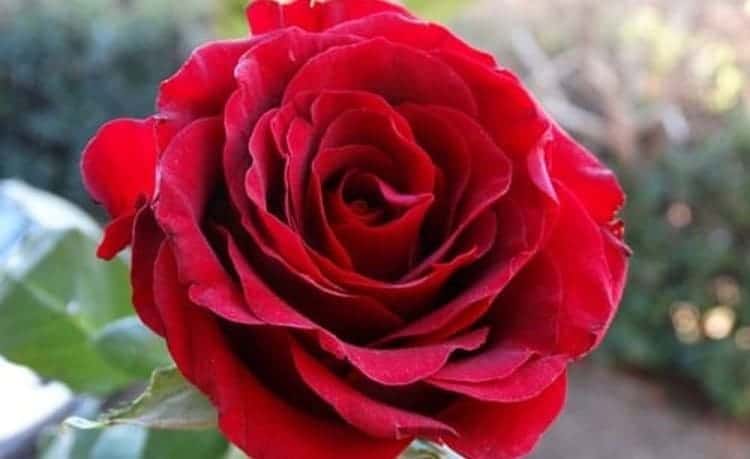 mawar 1 Bunga Mawar Punya Manfaat Bagi Kesehatan dan Kecantikan loh
