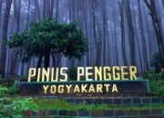 Tempat Destinasi Hutan Pinus Pengger di Yogyakarta
