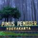 pinus pengger yogyakarta 1 Tempat Destinasi Hutan Pinus Pengger di Yogyakarta
