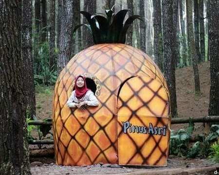 karang3 1 Destinasi wisata Hutan Pinus Asri Bantul Yogyakarta