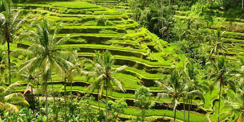 teraseringsawah 10 Tempat Destinasi Wisata Terbaik Di Bali