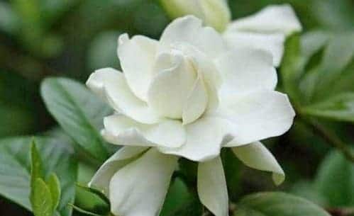 Bunga Kacapiring Shutterstock 1 1 10 Jenis Bunga Ini Memiliki Aroma Paling Harum di Dunia