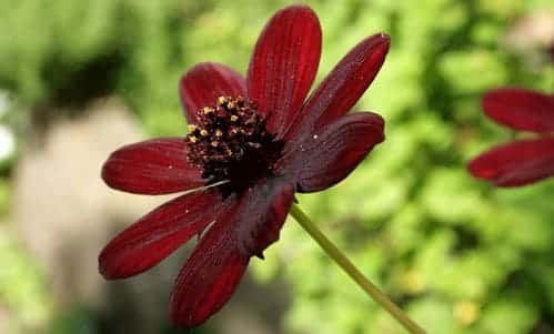 Cosmos atrosanguineus flower 10 Jenis Bunga Ini Memiliki Aroma Paling Harum di Dunia