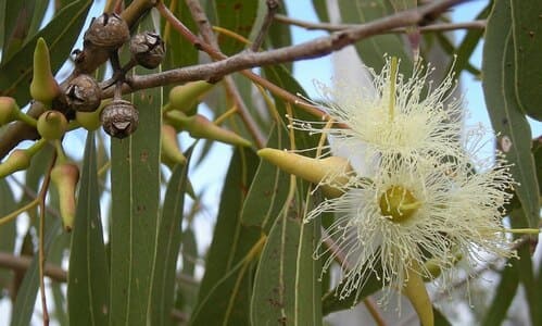 Eucalyptus 10 Jenis Bunga Ini Memiliki Aroma Paling Harum di Dunia