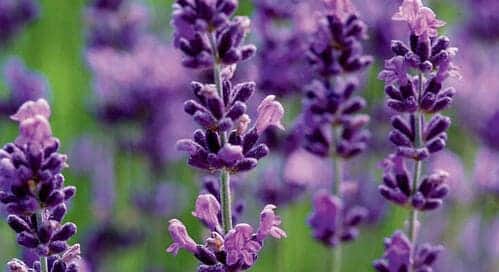 lavender choose 10 Jenis Bunga Ini Memiliki Aroma Paling Harum di Dunia