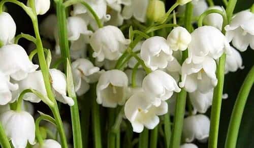 lily of the valley 10 Jenis Bunga Ini Memiliki Aroma Paling Harum di Dunia