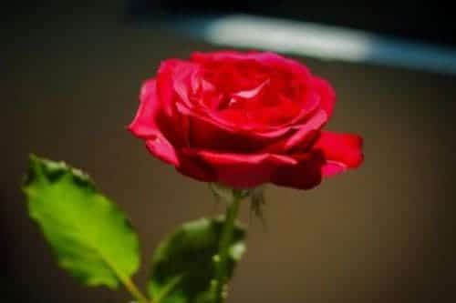 mawar sang 10 Jenis Bunga Ini Memiliki Aroma Paling Harum di Dunia