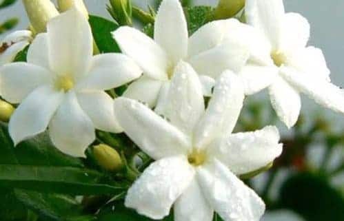 melati 10 Jenis Bunga Ini Memiliki Aroma Paling Harum di Dunia
