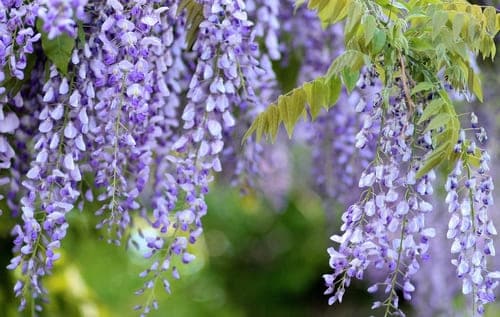 wisteria 10 Jenis Bunga Ini Memiliki Aroma Paling Harum di Dunia