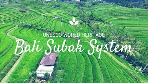 unesco world heritage Google Hari Ini Memperingati Warisan Budaya Tanah Air Bernama Subak
