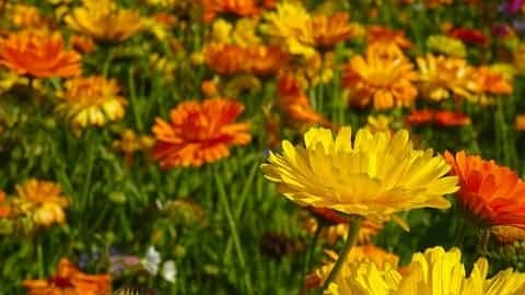 bunga marigold 2 Resep Masker Alami Untuk Wajah Tampil Awet Muda
