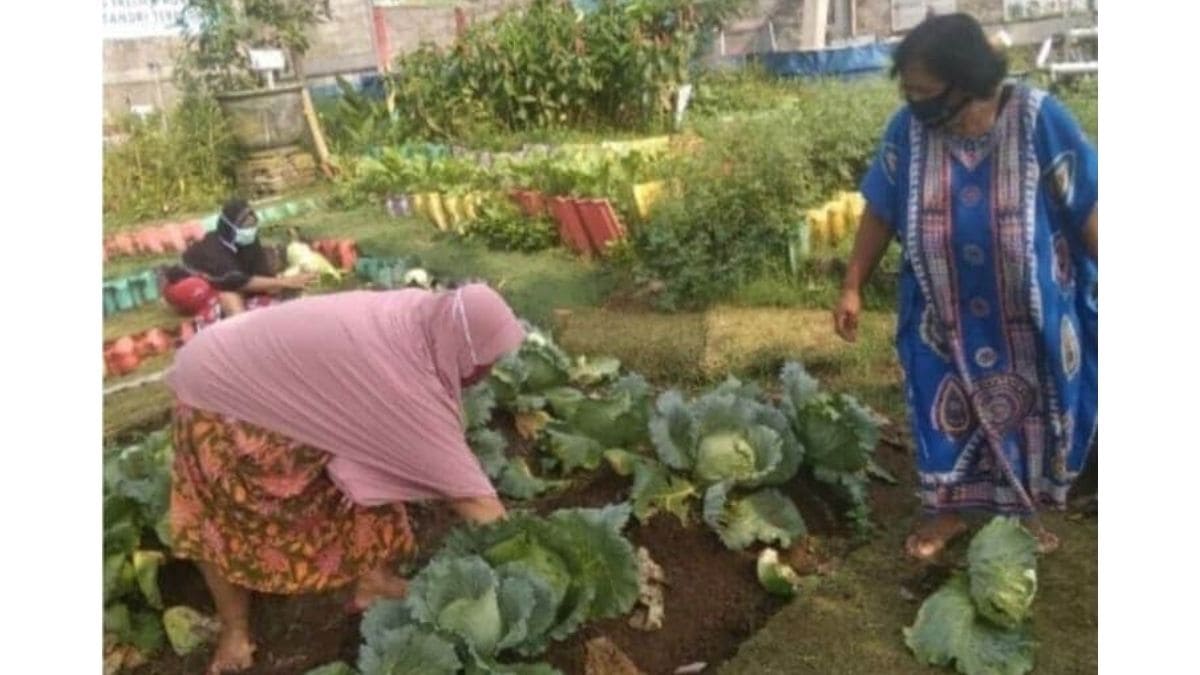 kelompok wanita tani sedang memaneng sayur DKKP Kota Bogor Programkan Kegiatan Pekarangan Pangan Lestari