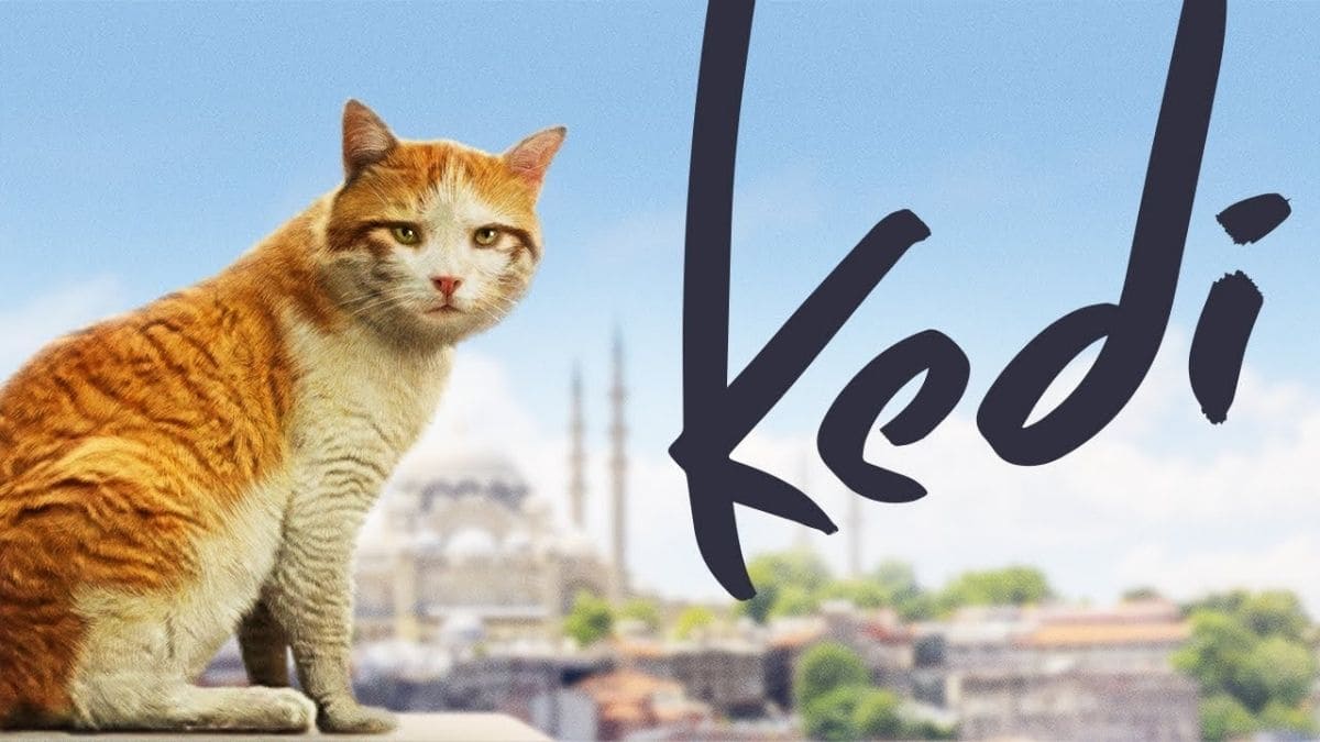 Kedi Sinopsis Kedi (2016), Film Dokumenter Kucing Terbaik di Istanbul
